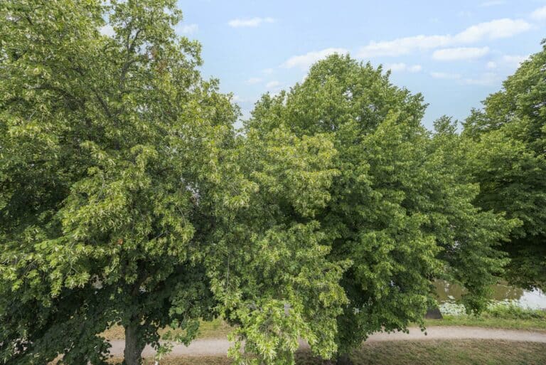 Foto van de woning aan de Aan ’t Verlaat 13